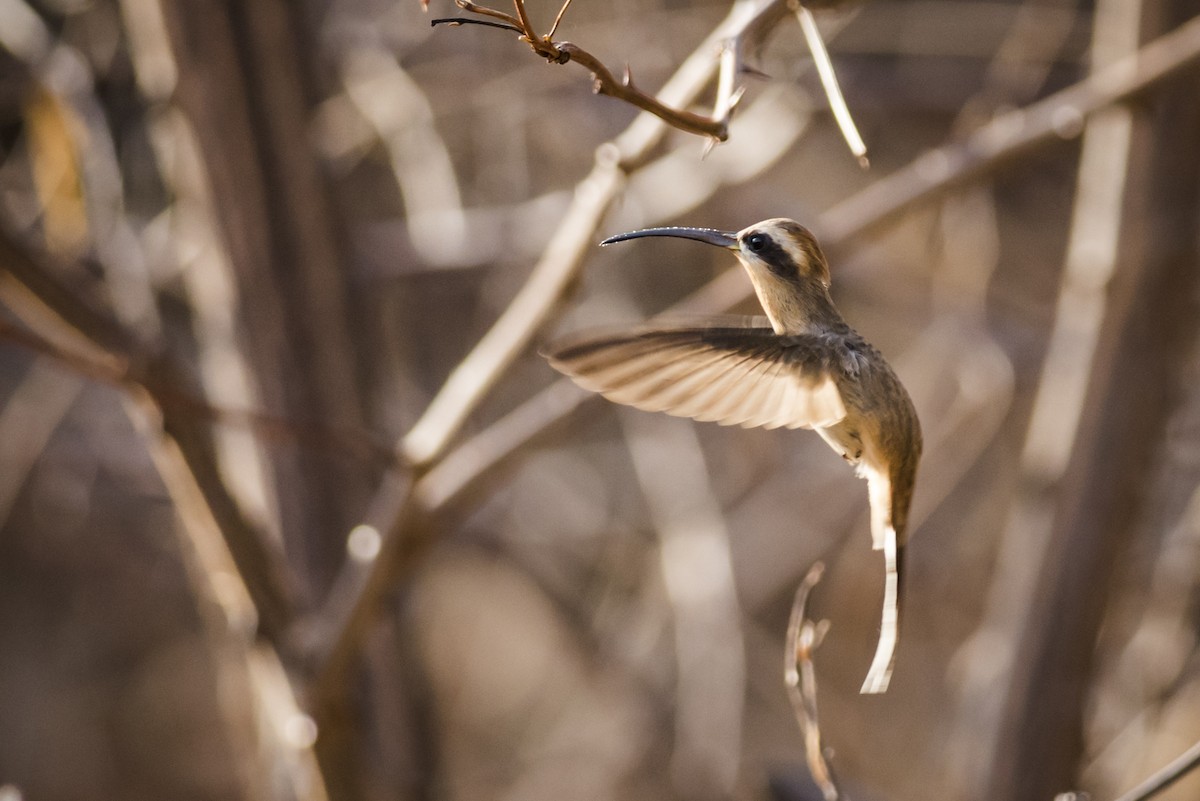 kolibřík tmavohrdlý - ML110102711