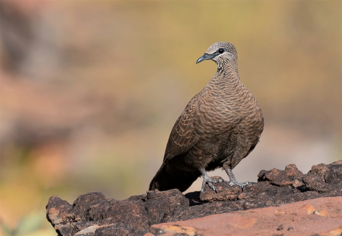 White-quilled Rock-Pigeon - ML110103431