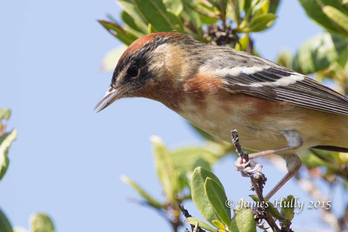 Bay-breasted Warbler - ML110103791