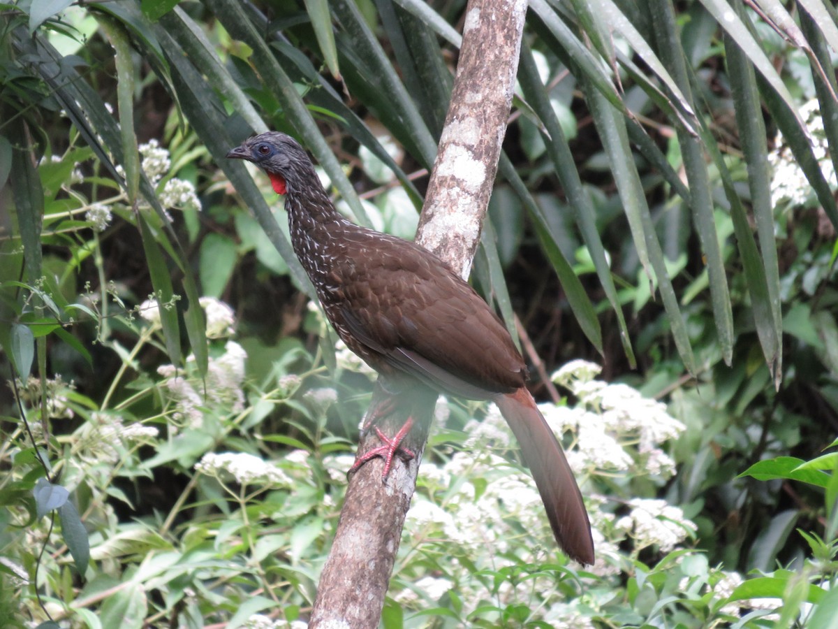 Andean Guan - ML110103911