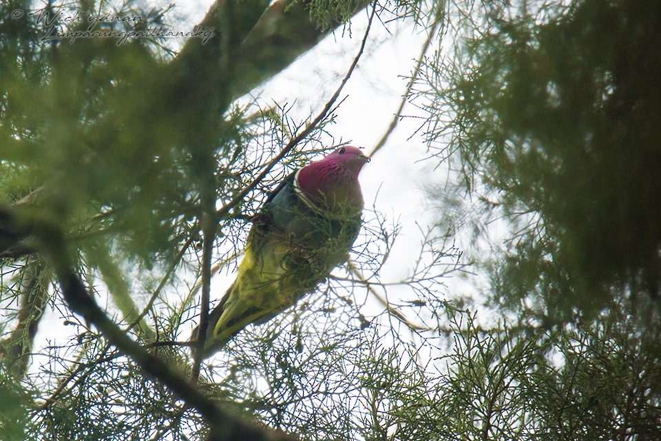 Pink-headed Fruit-Dove - ML110104401