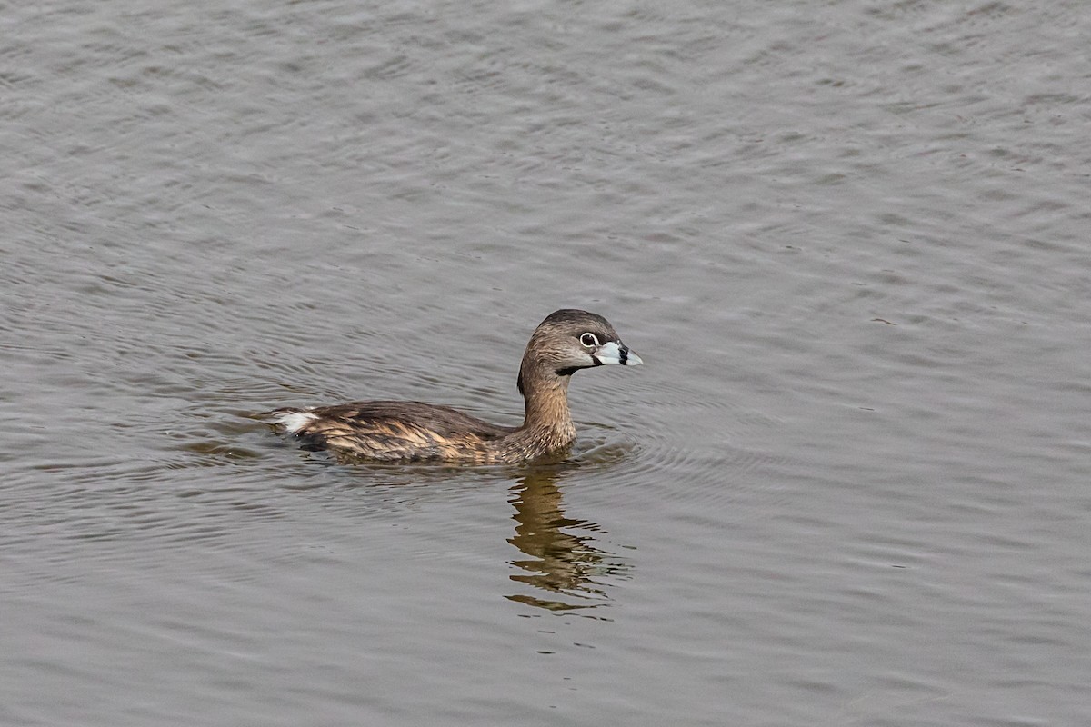 Pied-billed Grebe - ML110104581