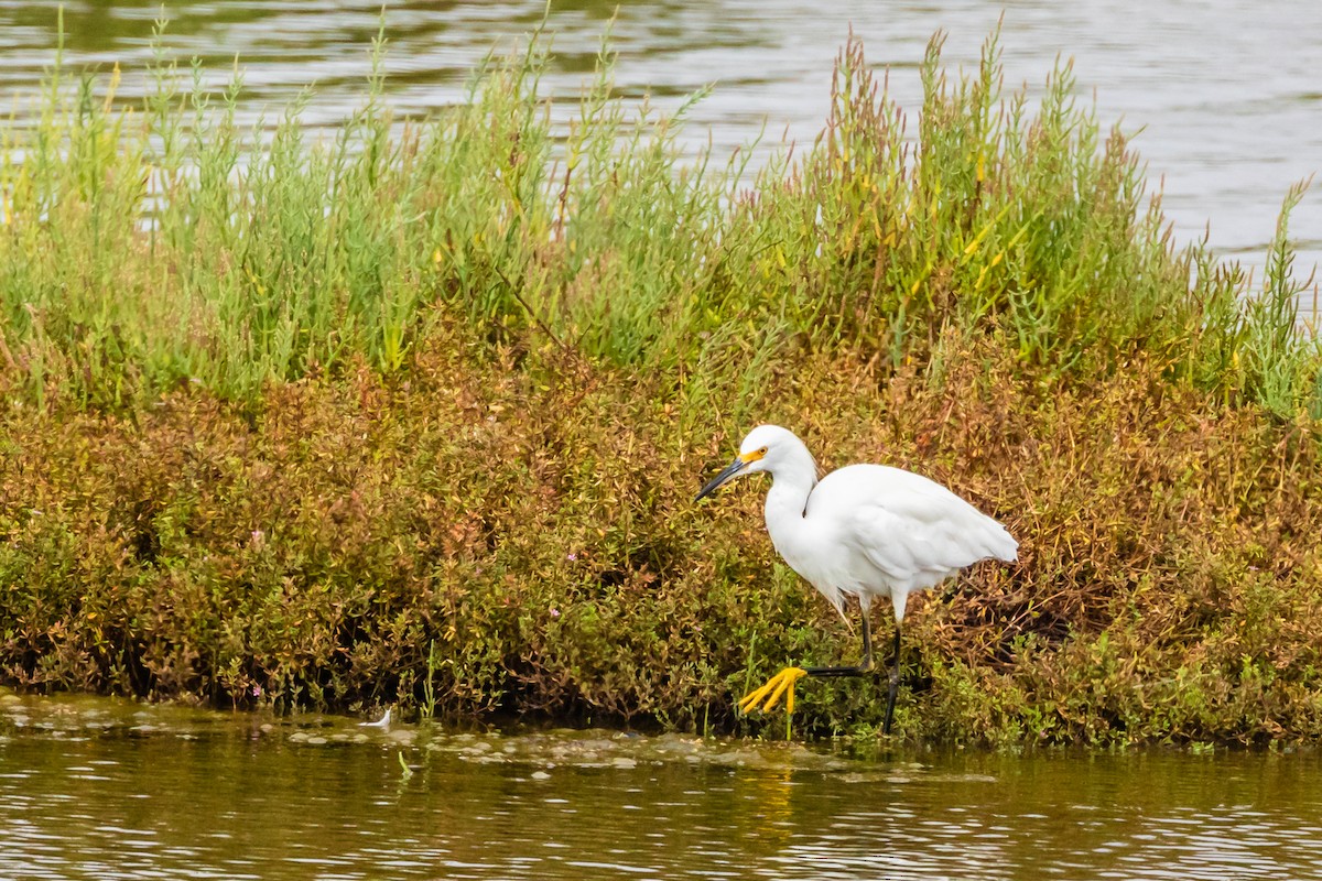 Snowy Egret - ML110104611
