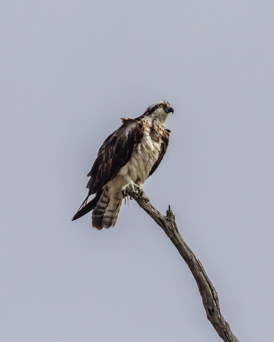 魚鷹 - ML110104851