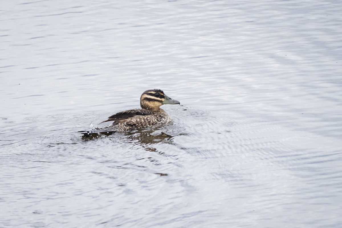 Masked Duck - Claudia Brasileiro