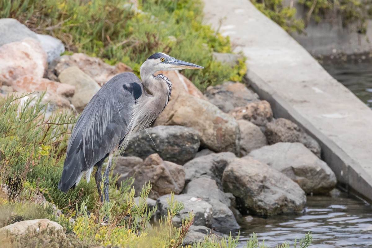 Great Blue Heron - ML110106571