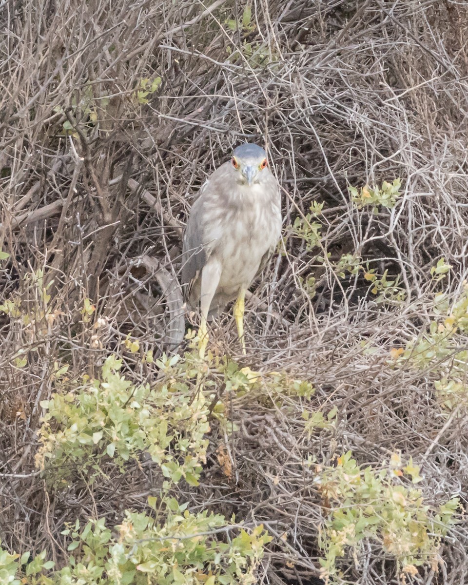 夜鷺 - ML110106621