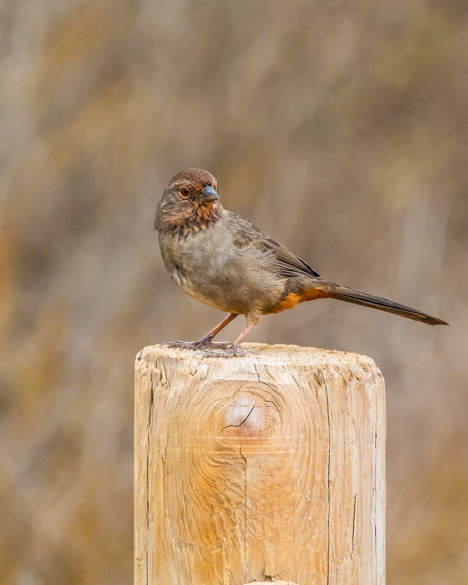 California Towhee - ML110106651
