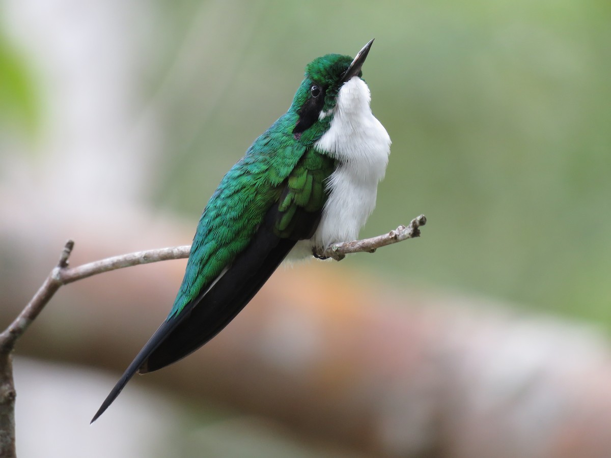 kolibřík černouchý - ML110106941