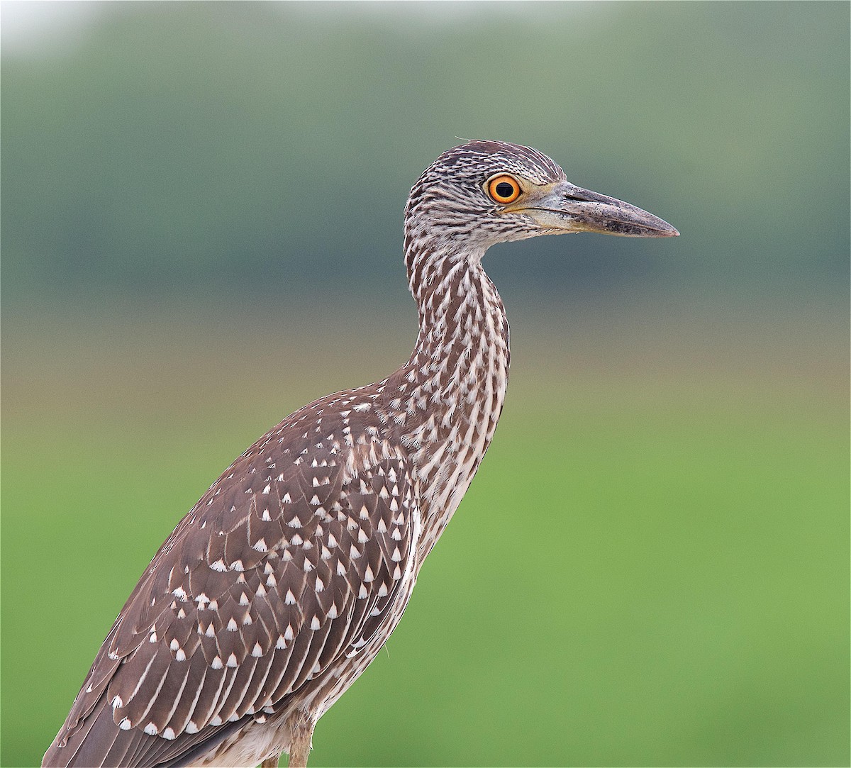 Yellow-crowned Night Heron - Harlan Stewart