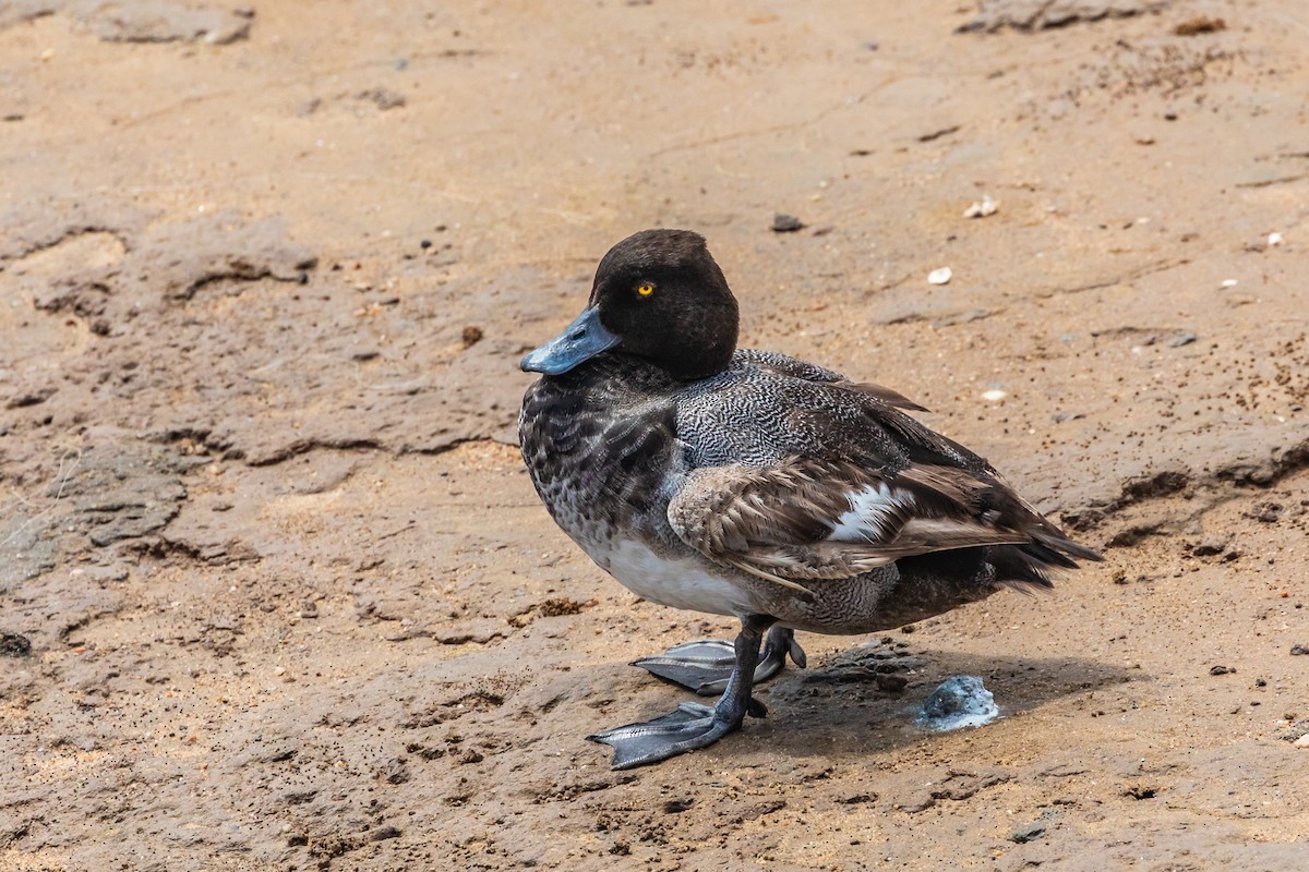 小斑背潛鴨 - ML110109331