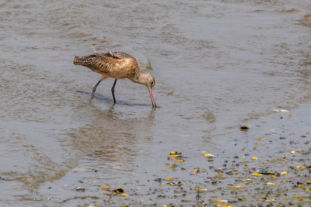 Marbled Godwit - ML110109481