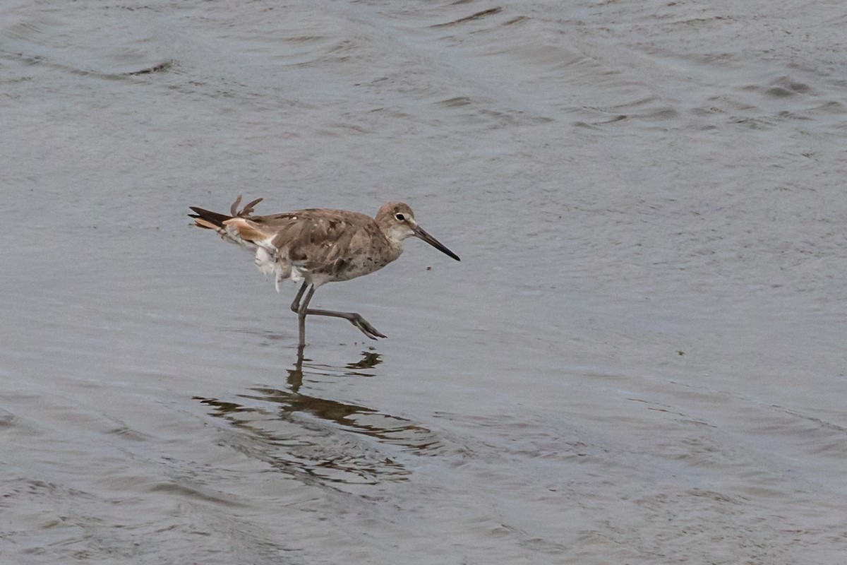 Willet - ML110109661