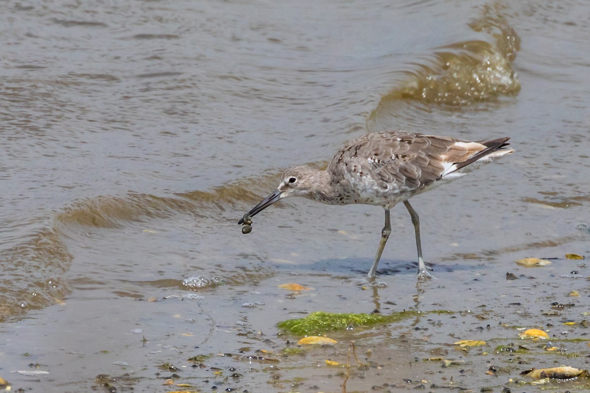 Willet - ML110109671