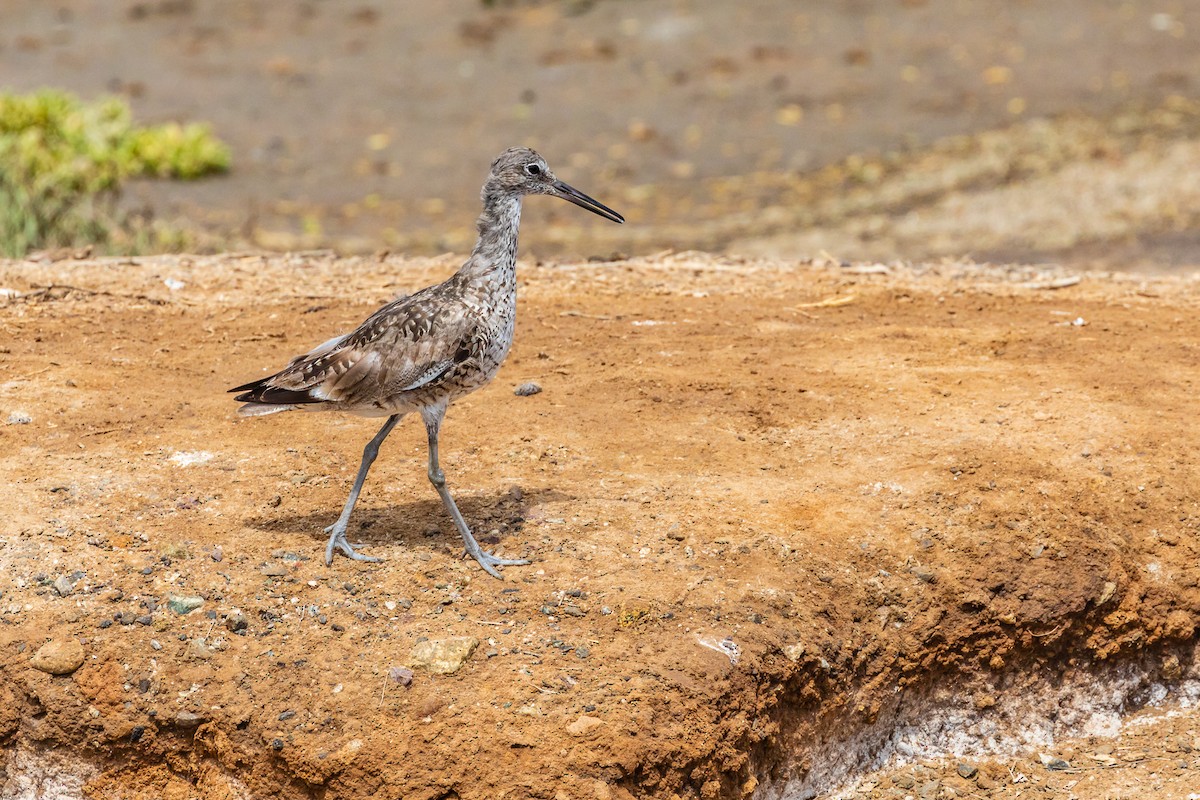 Willet - ML110109681