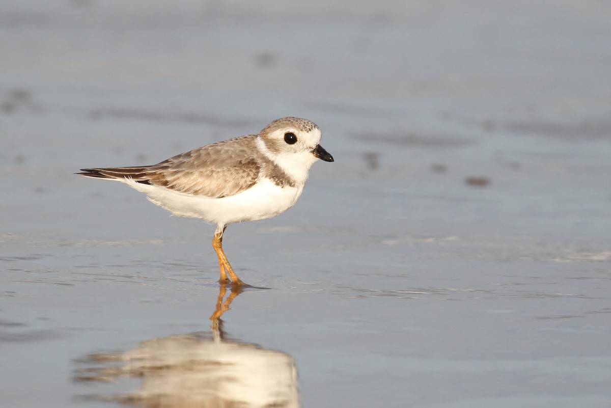 Piping Plover - Alex Lamoreaux