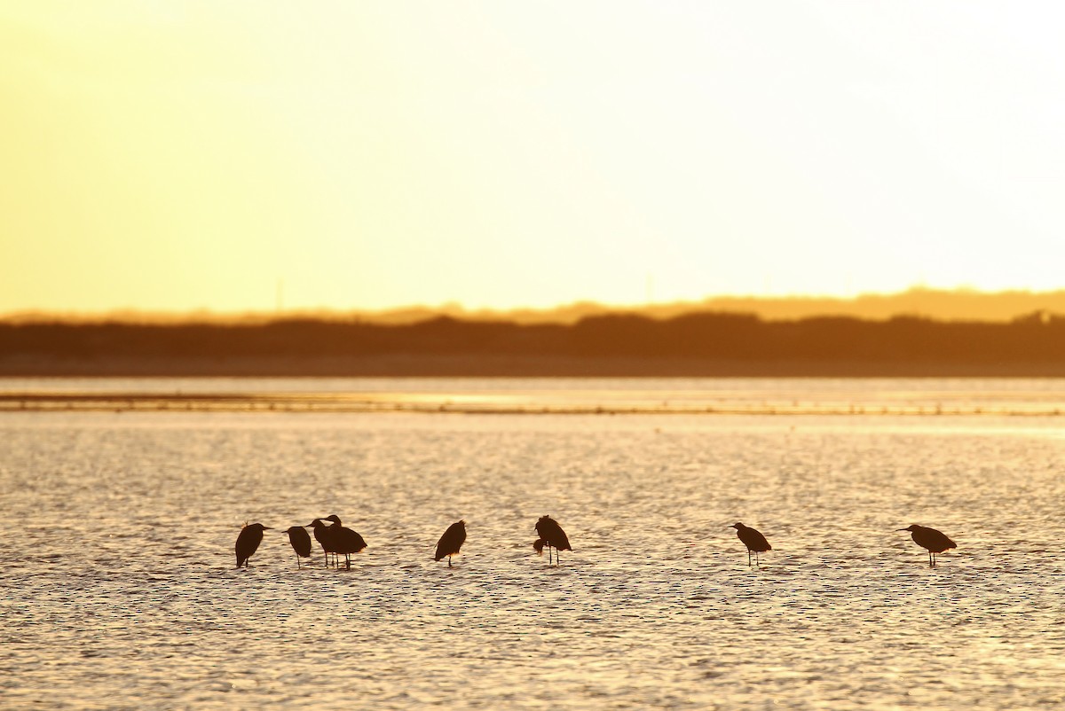 Reddish Egret - ML110110251