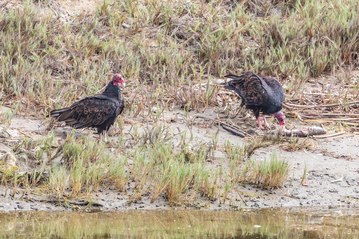 Turkey Vulture - ML110110311