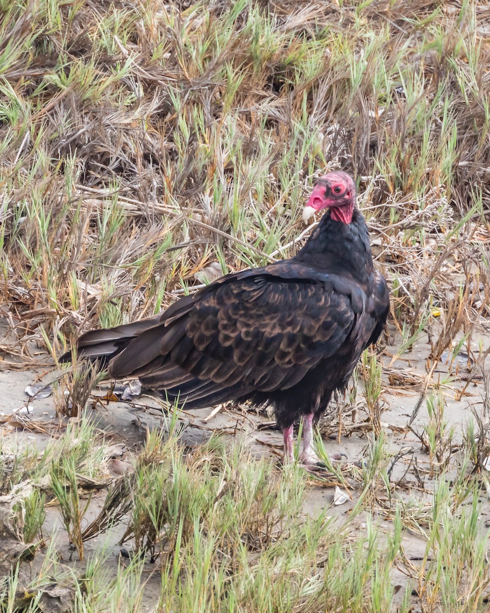 Turkey Vulture - ML110110321