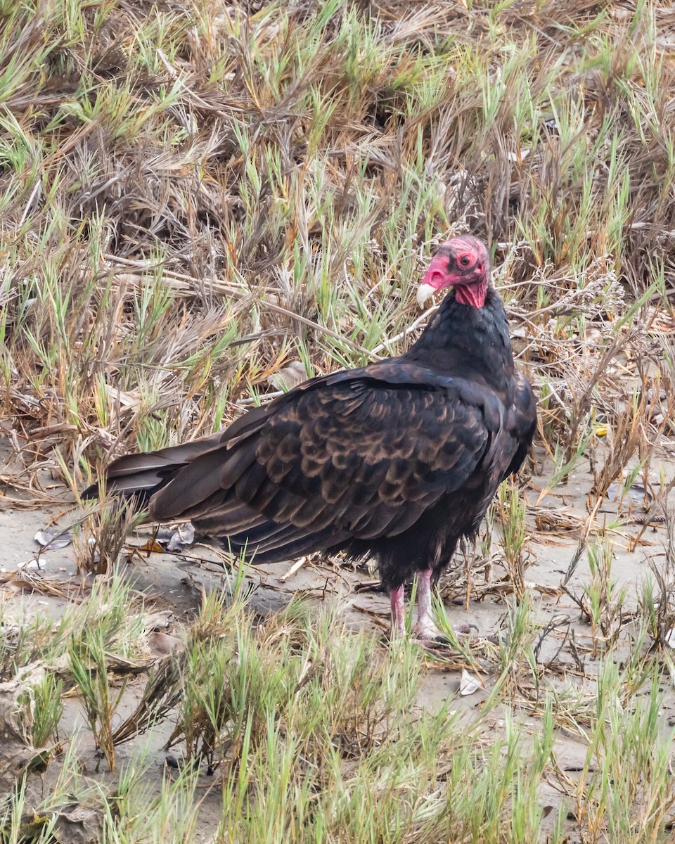 Urubu à tête rouge - ML110110321