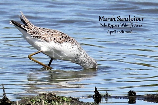 Marsh Sandpiper - ML110111011