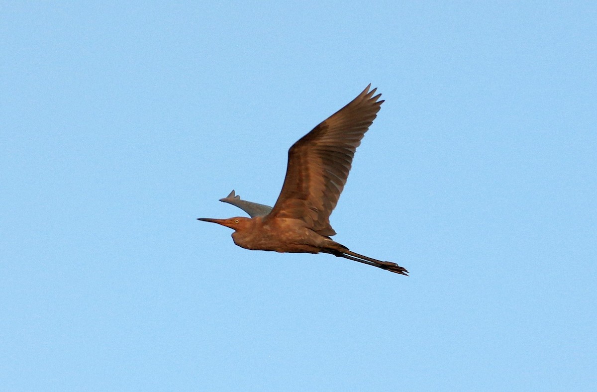 Reddish Egret - ML110111281