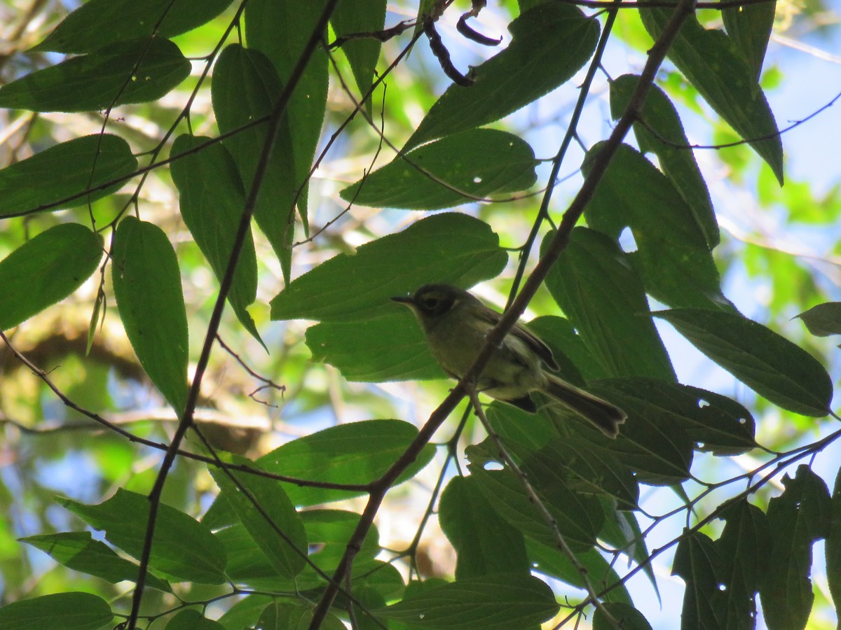 Oustalet's Tyrannulet - ML110112071