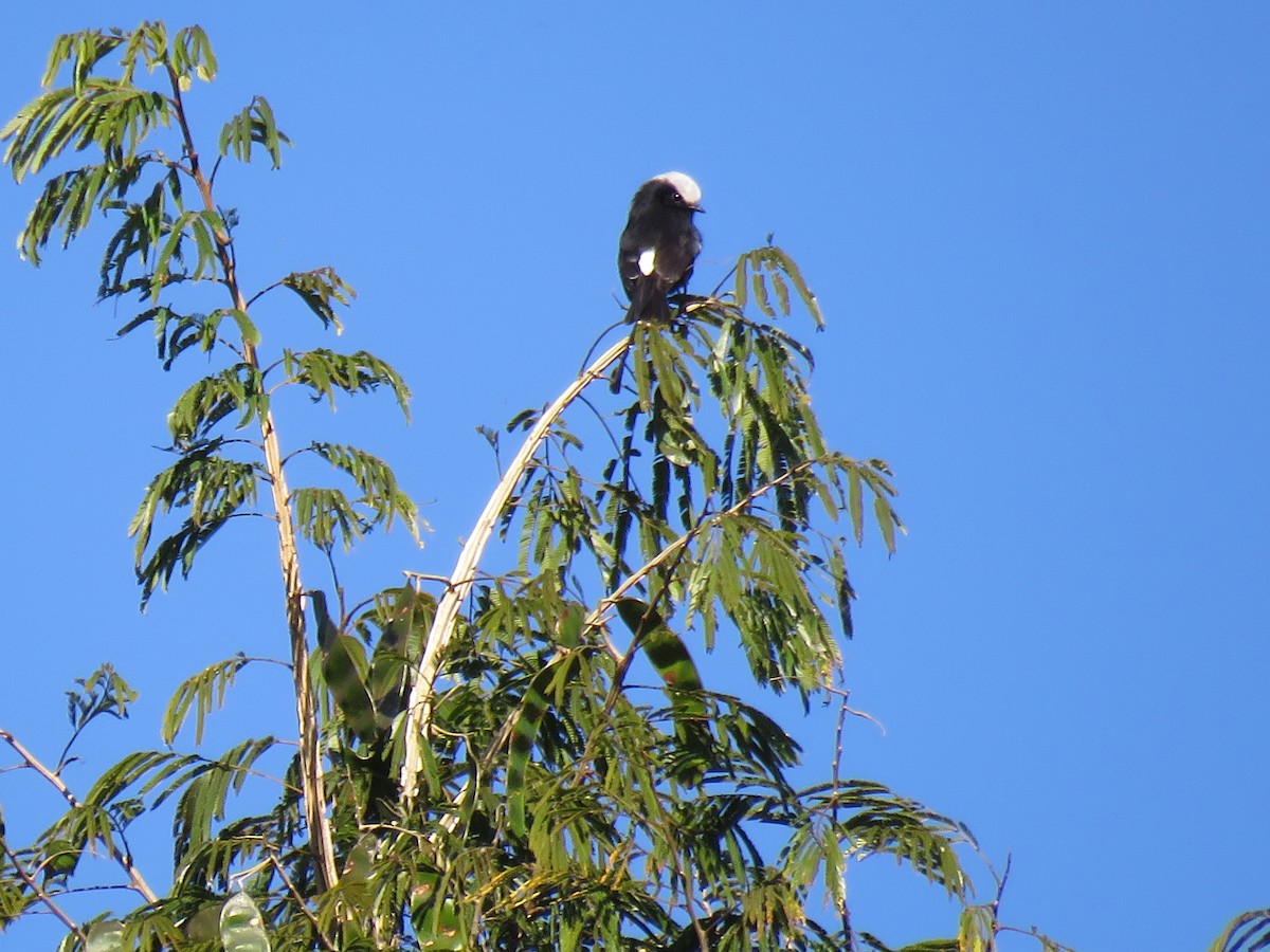 Long-tailed Tyrant - Thomas Brooks