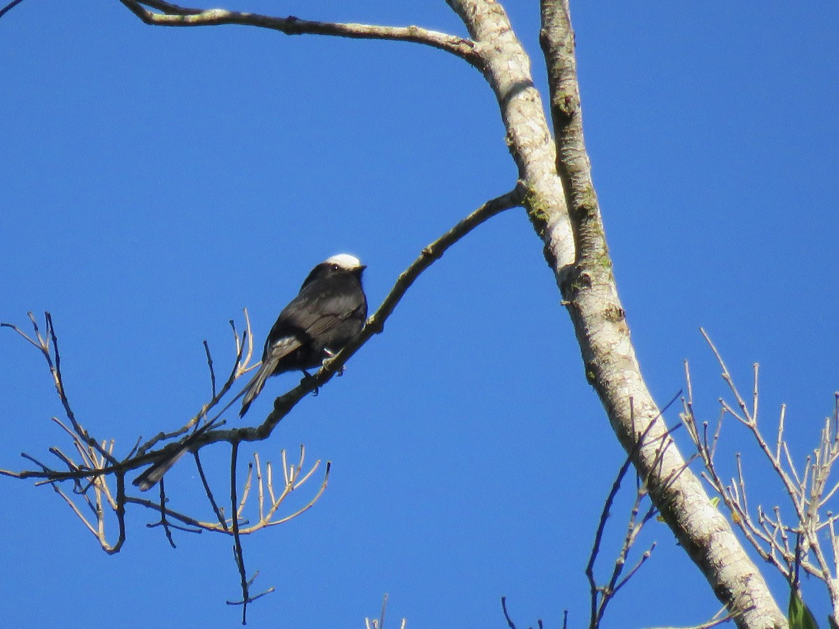 Long-tailed Tyrant - Thomas Brooks