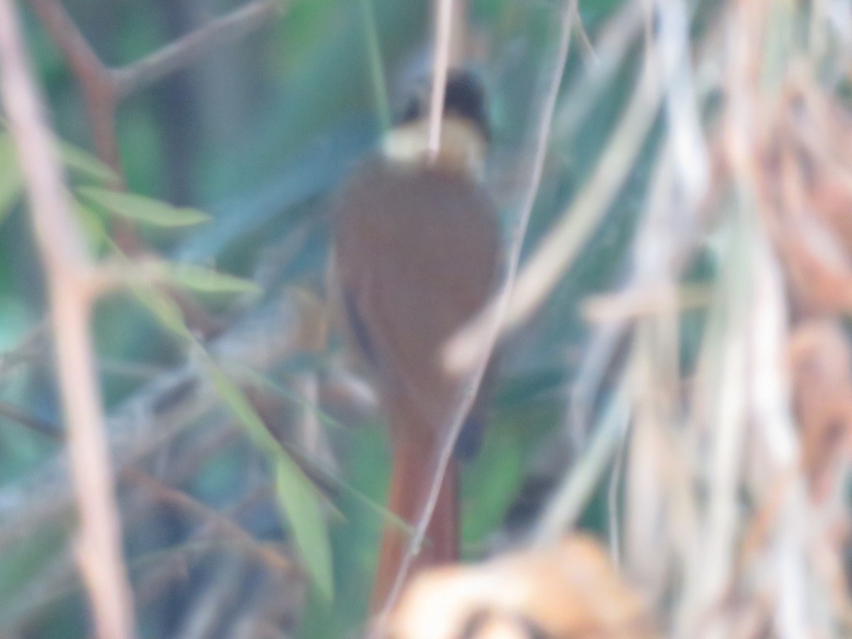 White-collared Foliage-gleaner - ML110112691