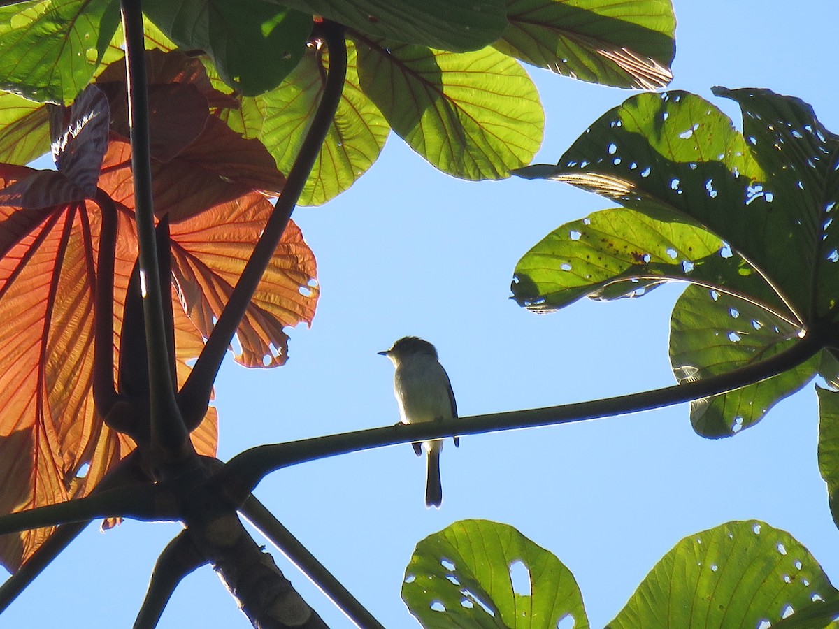 Bay-ringed Tyrannulet - ML110112811