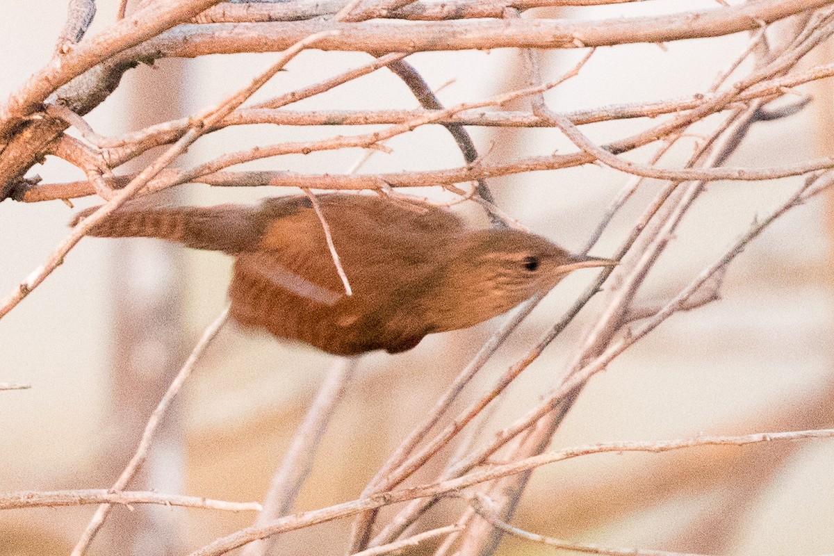 House Wren - ML110112841