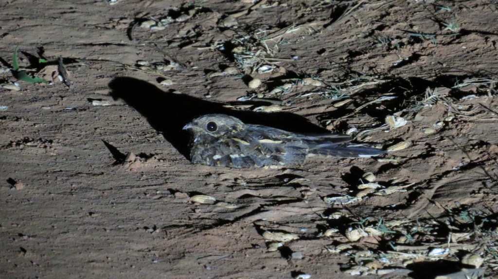 Indian Nightjar - ML110113011