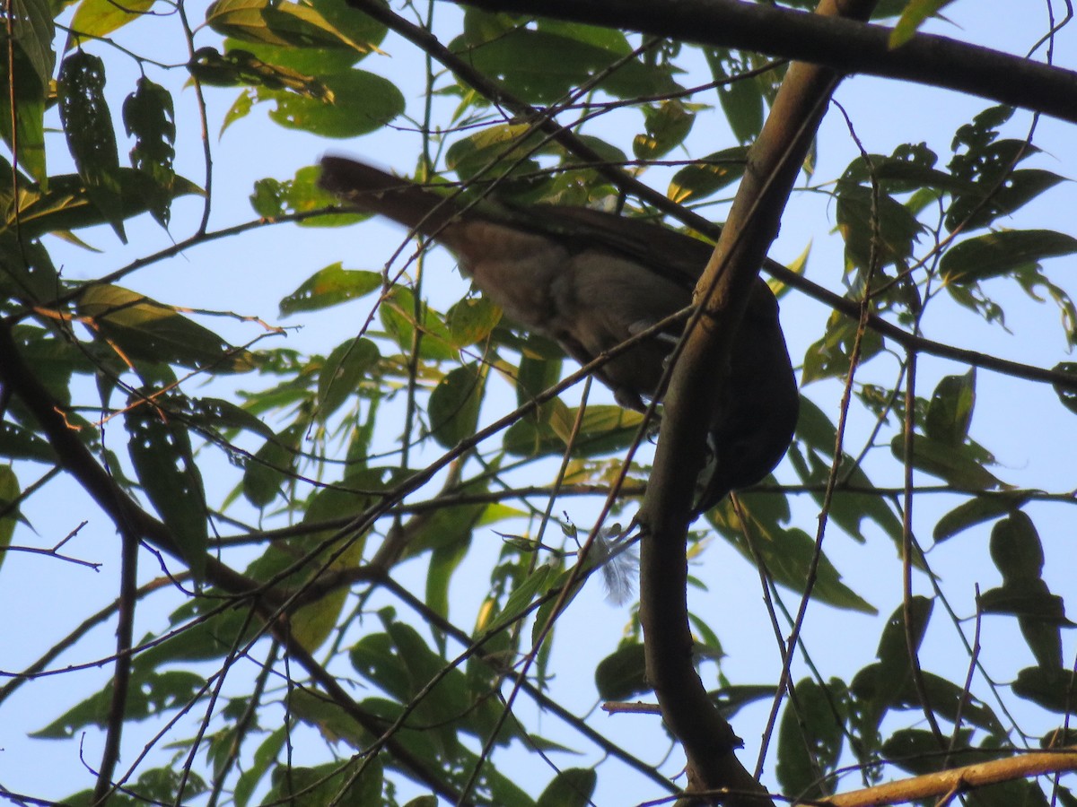 Cinnamon-vented Piha - Thomas Brooks