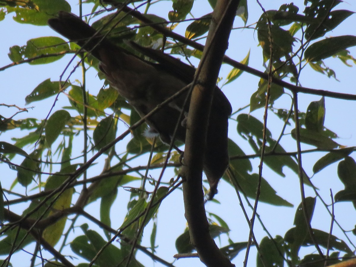 Cinnamon-vented Piha - ML110113121