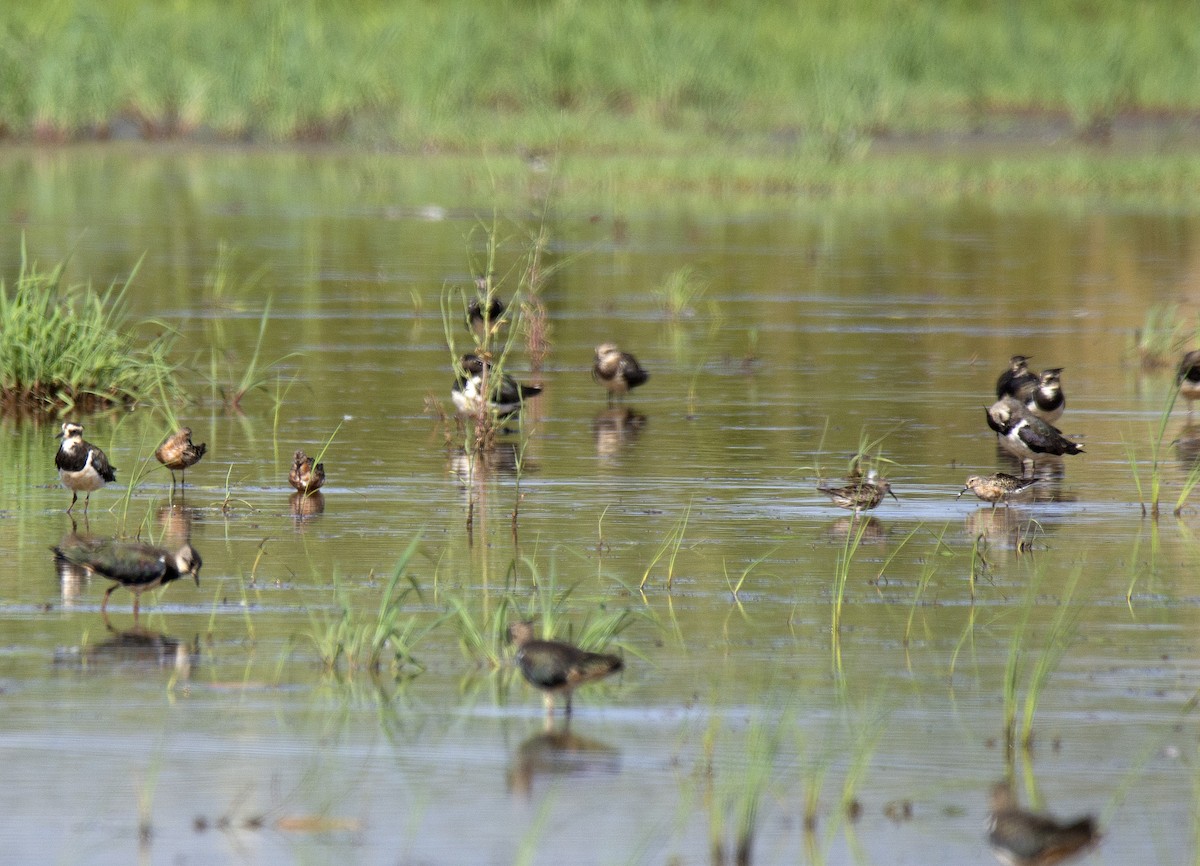 Curlew Sandpiper - ML110114371