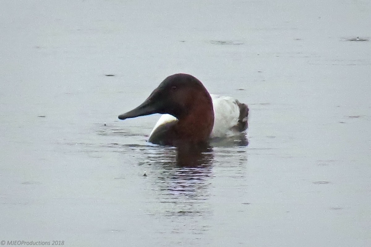 Canvasback - Marianne Ofenloch