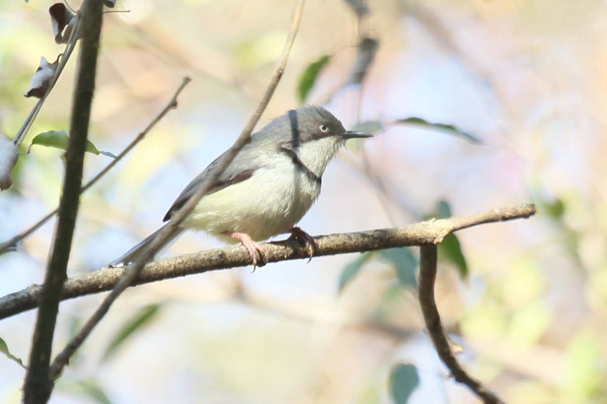 Bar-throated Apalis - ML110114881