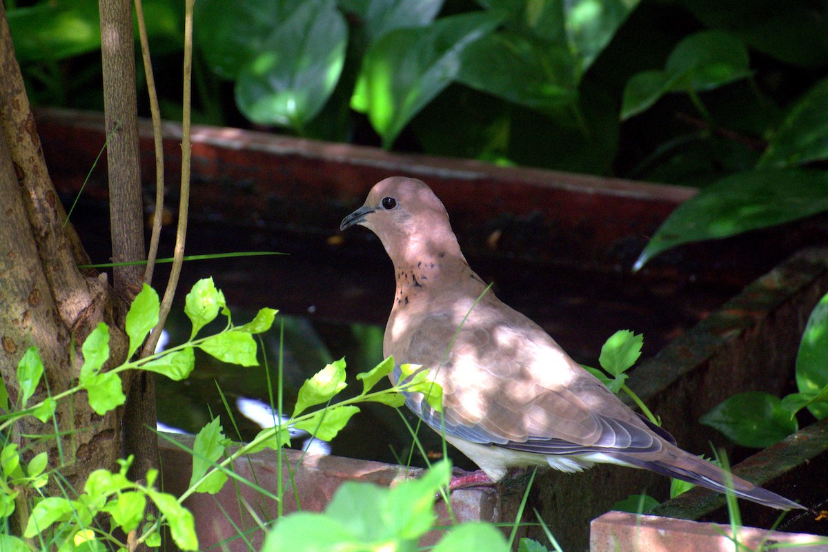 Laughing Dove - ML110115041