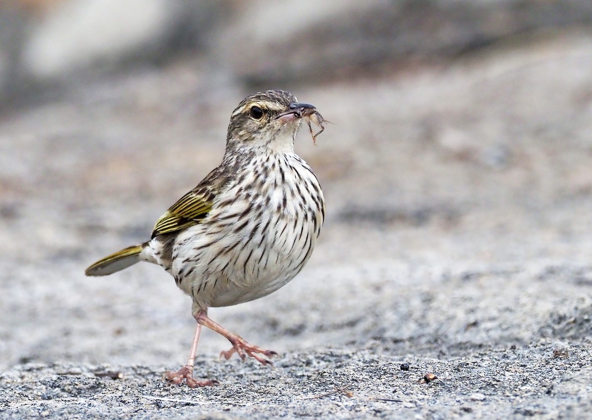 Striped Pipit - Andrew Spencer