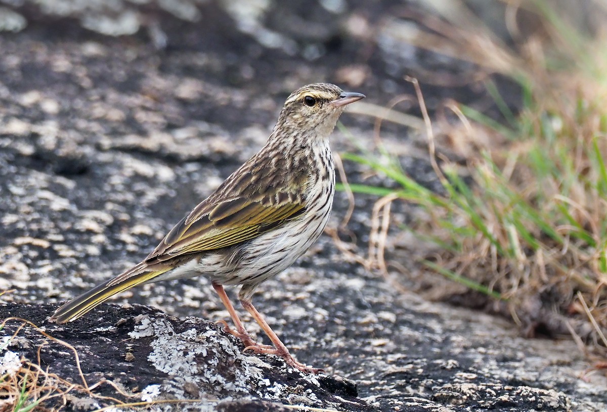 Striped Pipit - Andrew Spencer