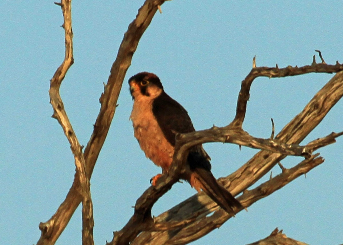 Taita Falcon - Patrick Horn