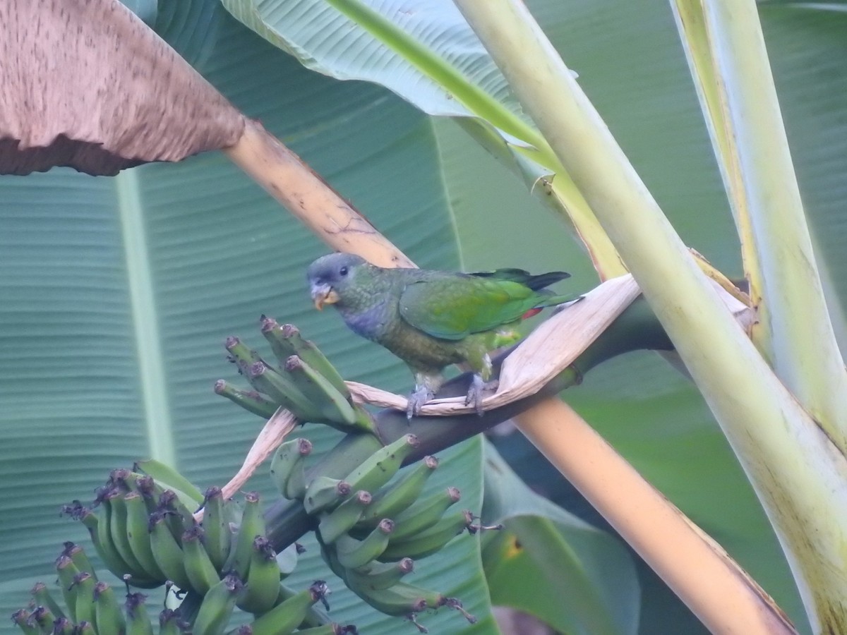 Scaly-headed Parrot - Spencer Follett