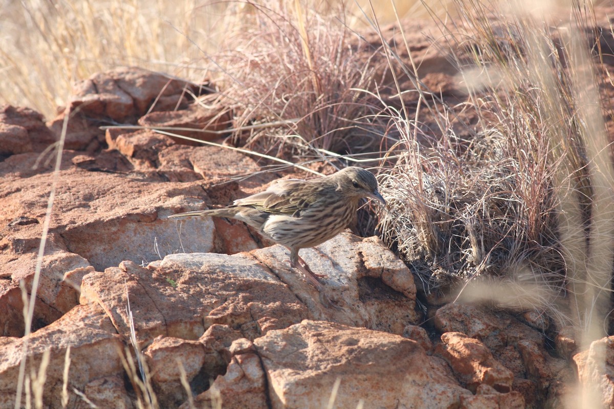 Striped Pipit - ML110120961