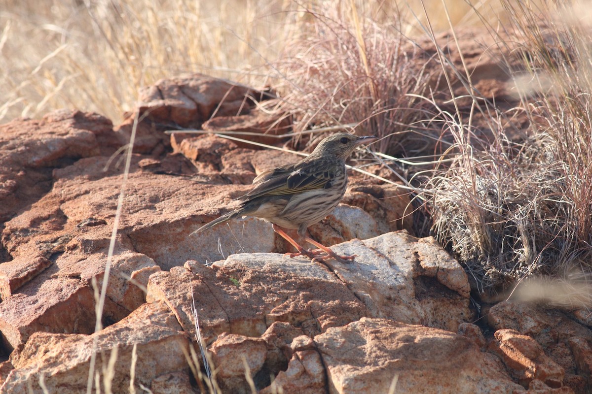 Striped Pipit - ML110120971