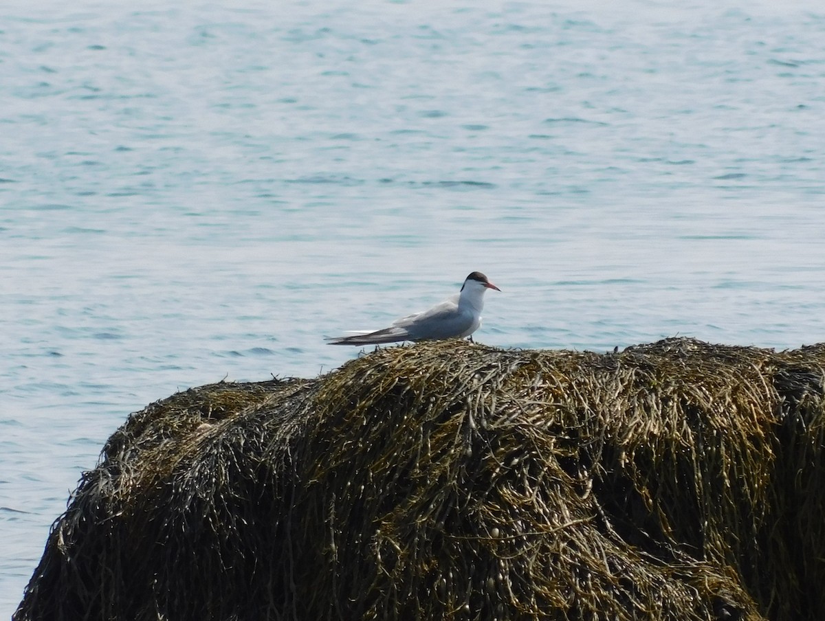 Common Tern - Devin Johnstone