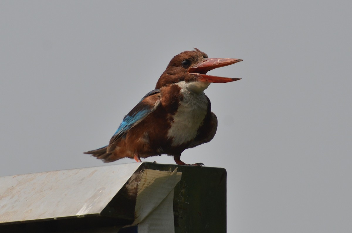 White-throated Kingfisher - Dirk Tomsa