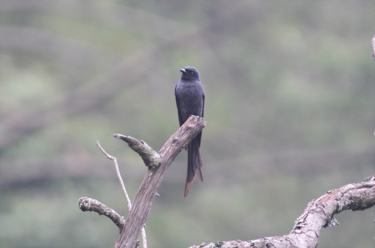 drongo kouřový - ML110121531