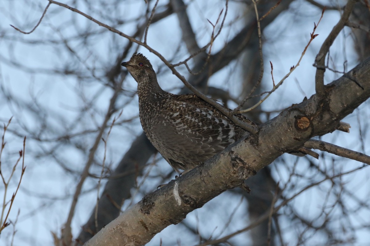 Dusky Grouse - ML110122441