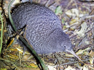 Little Spotted Kiwi - Apteryx owenii - Birds of the World